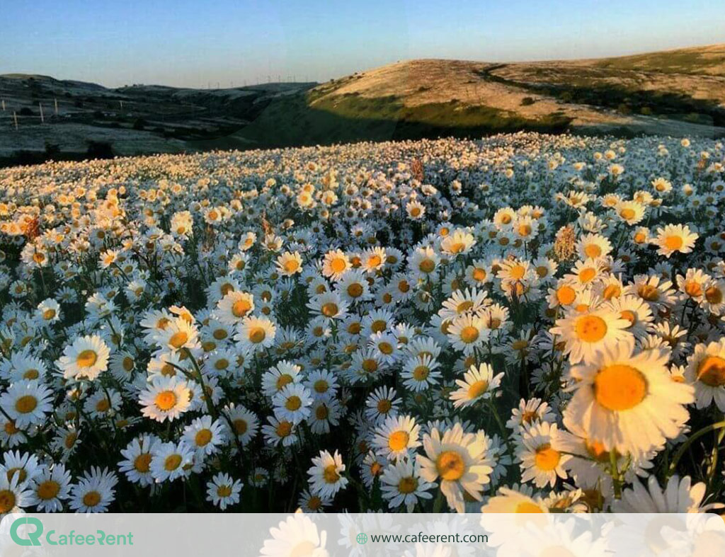 دشت بابونه