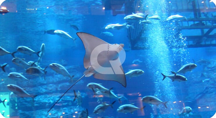بازدید از آکواریوم دبی