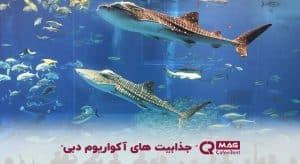 آکواریوم دبی