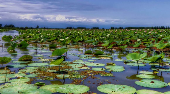 سفر به تالاب انزلی، جنگلی شناور روی آب سفر به تالاب انزلی، جنگلی شناور روی آب
