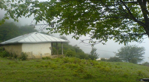 اجاره ون برای سفر یک روزه به جنگل الیمستان